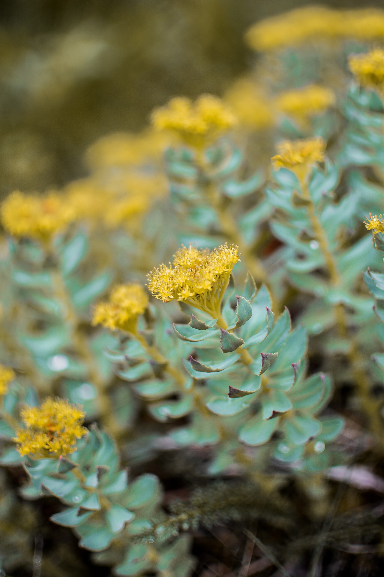 How does Rhodiola rosea work? Learn about its properties!